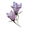 Transparent watercolour tattoo - Bellflower (violet) - Fake tattoo women